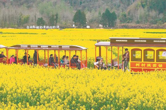 3月21日,黟县柯村镇油菜花盛开,吸引众多游客前来旅游观光,乐享春日田园风光。本报通讯员 肖本祥 摄