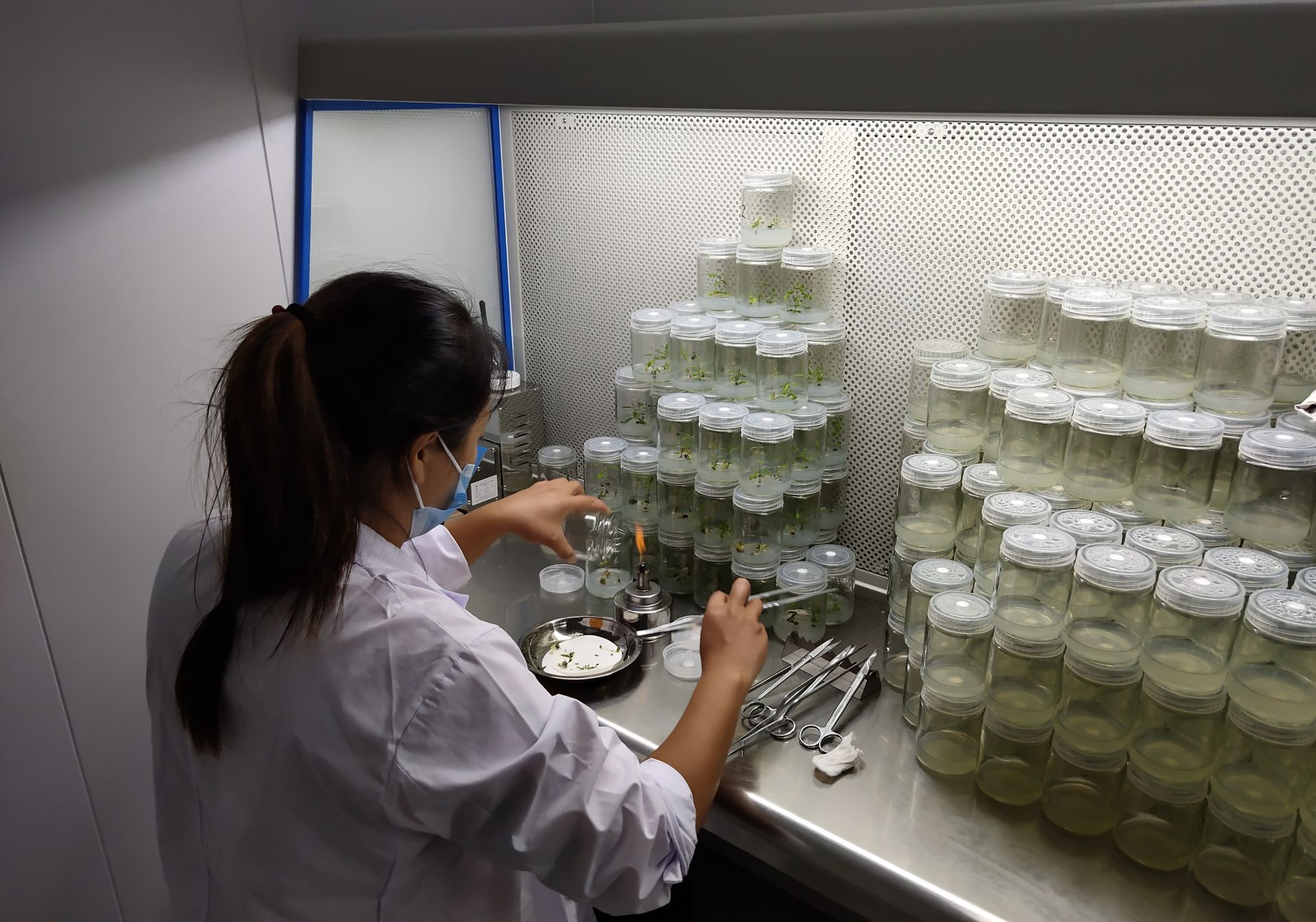 石榴种苗实验室研究人员正在做实验