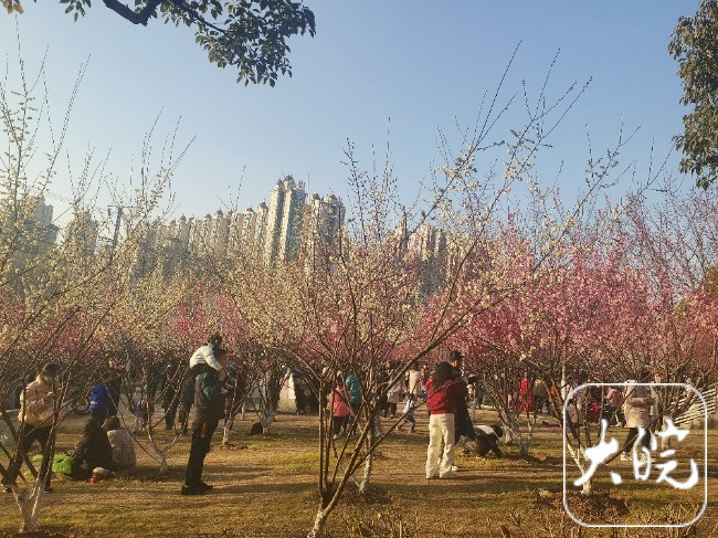 2月26日，合肥市天气晴朗，吸引很多人出来赏花。