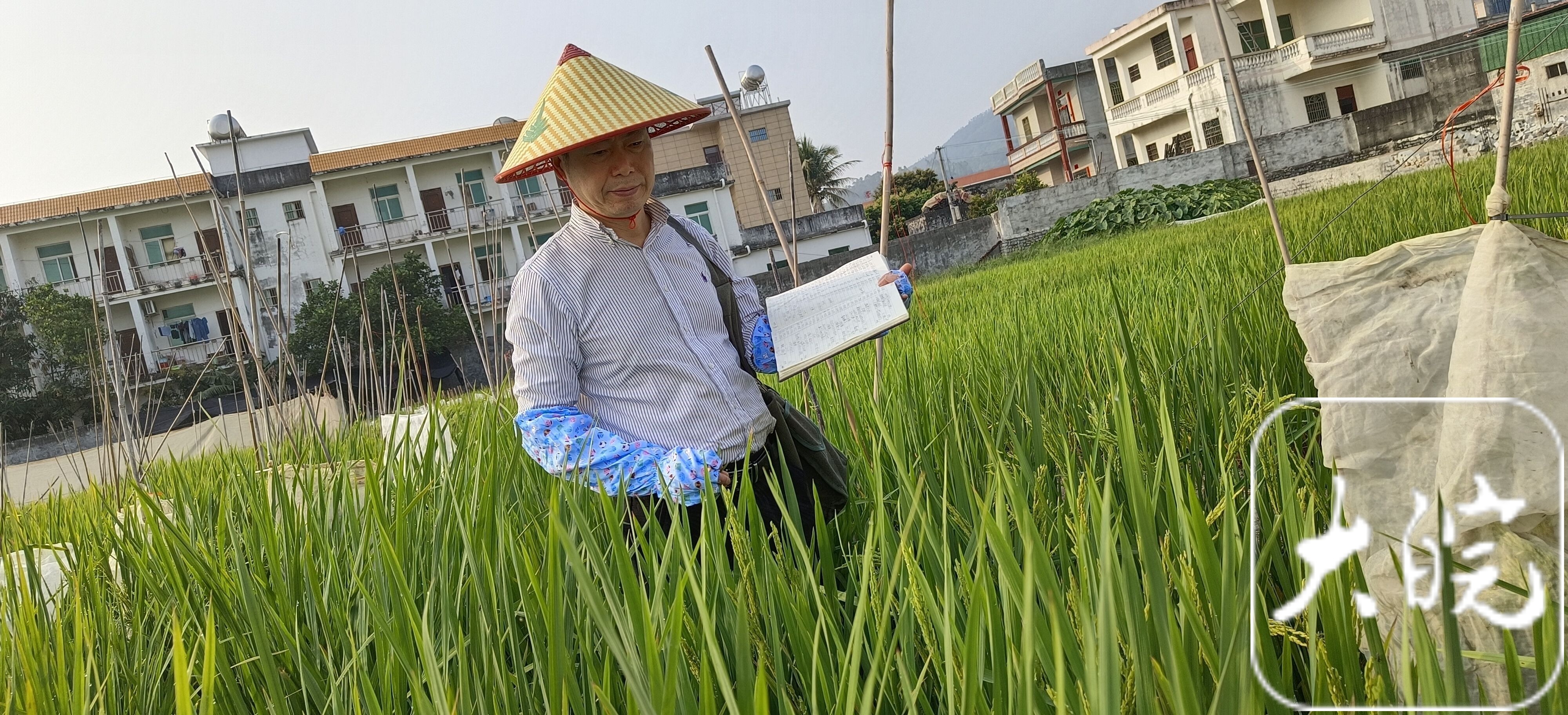 安徽省农科院水稻所所长、研究员罗志祥。