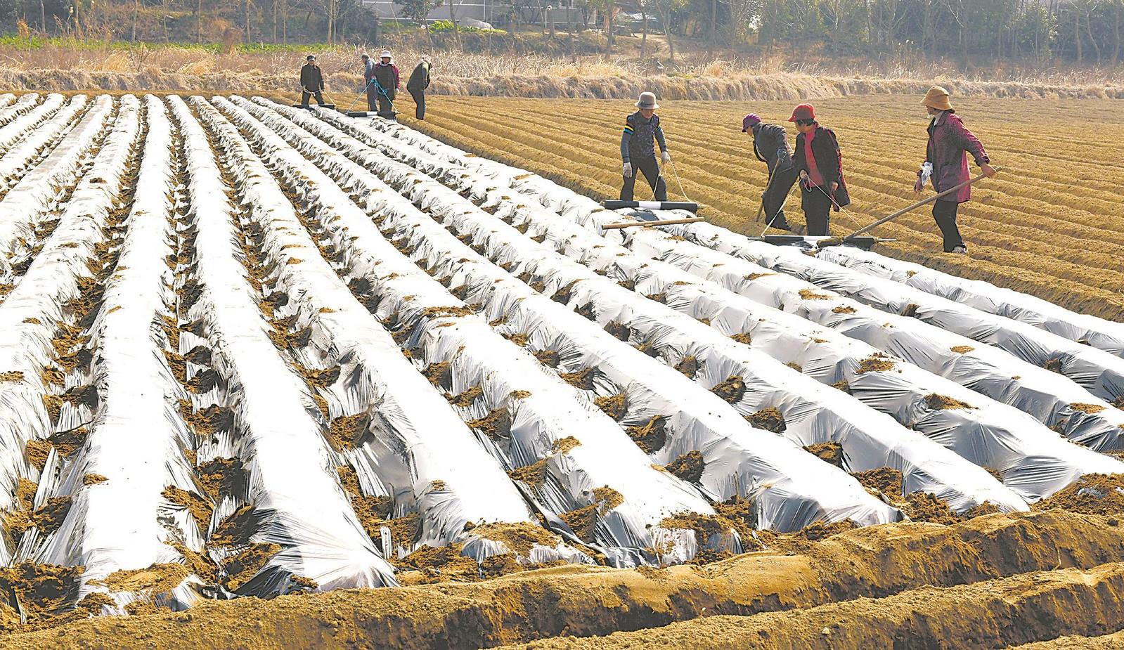 1月16日，在安庆市望江县赛口镇万全村津昇农业合作社的马铃薯种植基地，村民们忙着给马铃薯种覆膜培土。通讯员 黄有安 陈 娅 摄