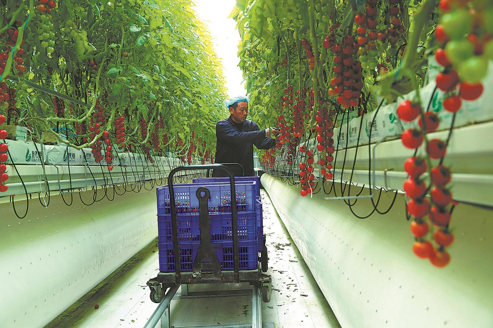 1月9日，蒙城县兴农绿港数字农业工厂智能温室大棚内，工人在采摘无土栽培小番茄，销往南京、合肥等市场。通讯员 胡卫国 摄