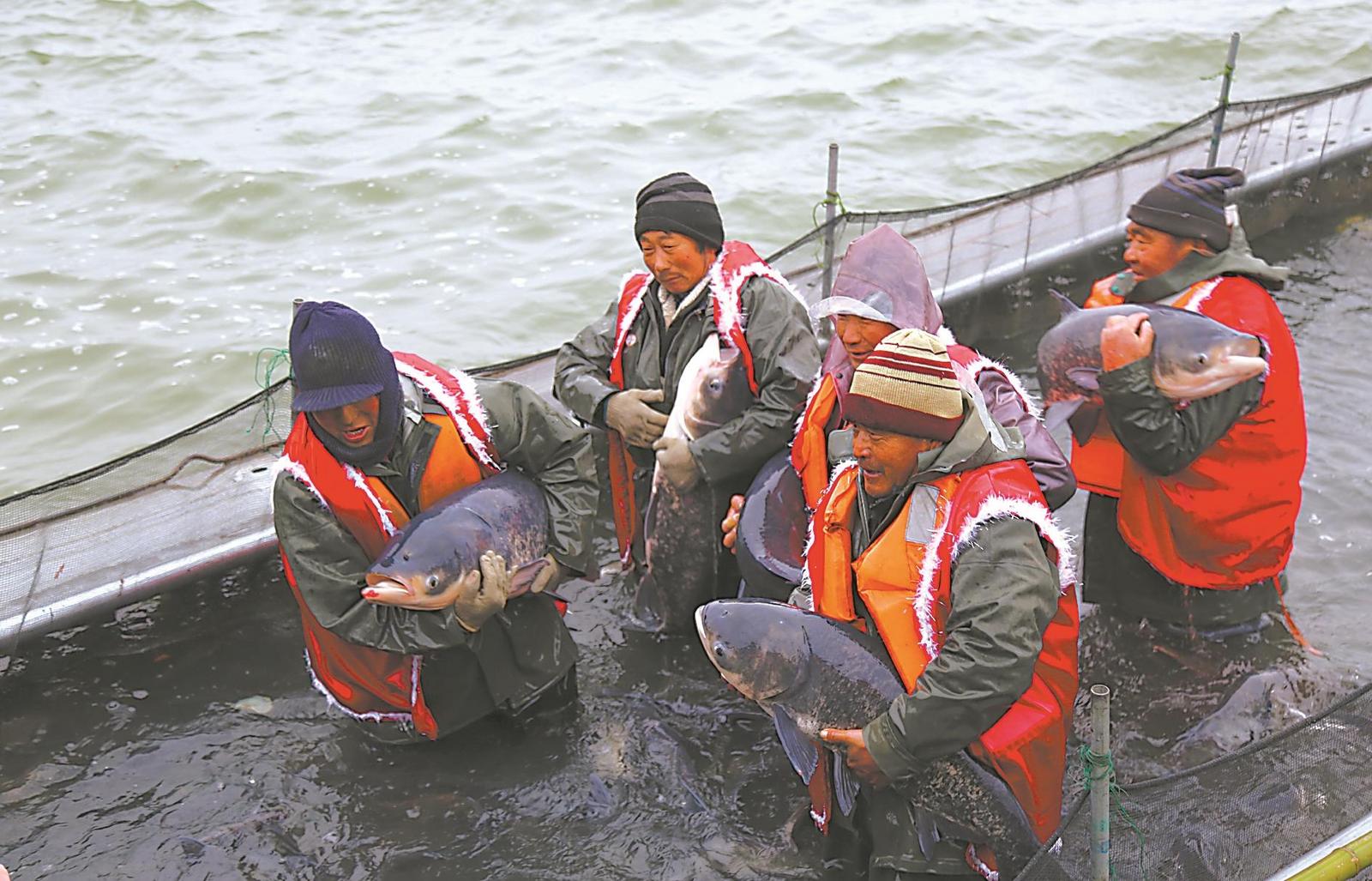 在阜阳市颍上县第六届八里河冬捕文化旅游节上，捕鱼现场呈现鱼跃人欢的丰收景象。 通讯员 王林洪 摄