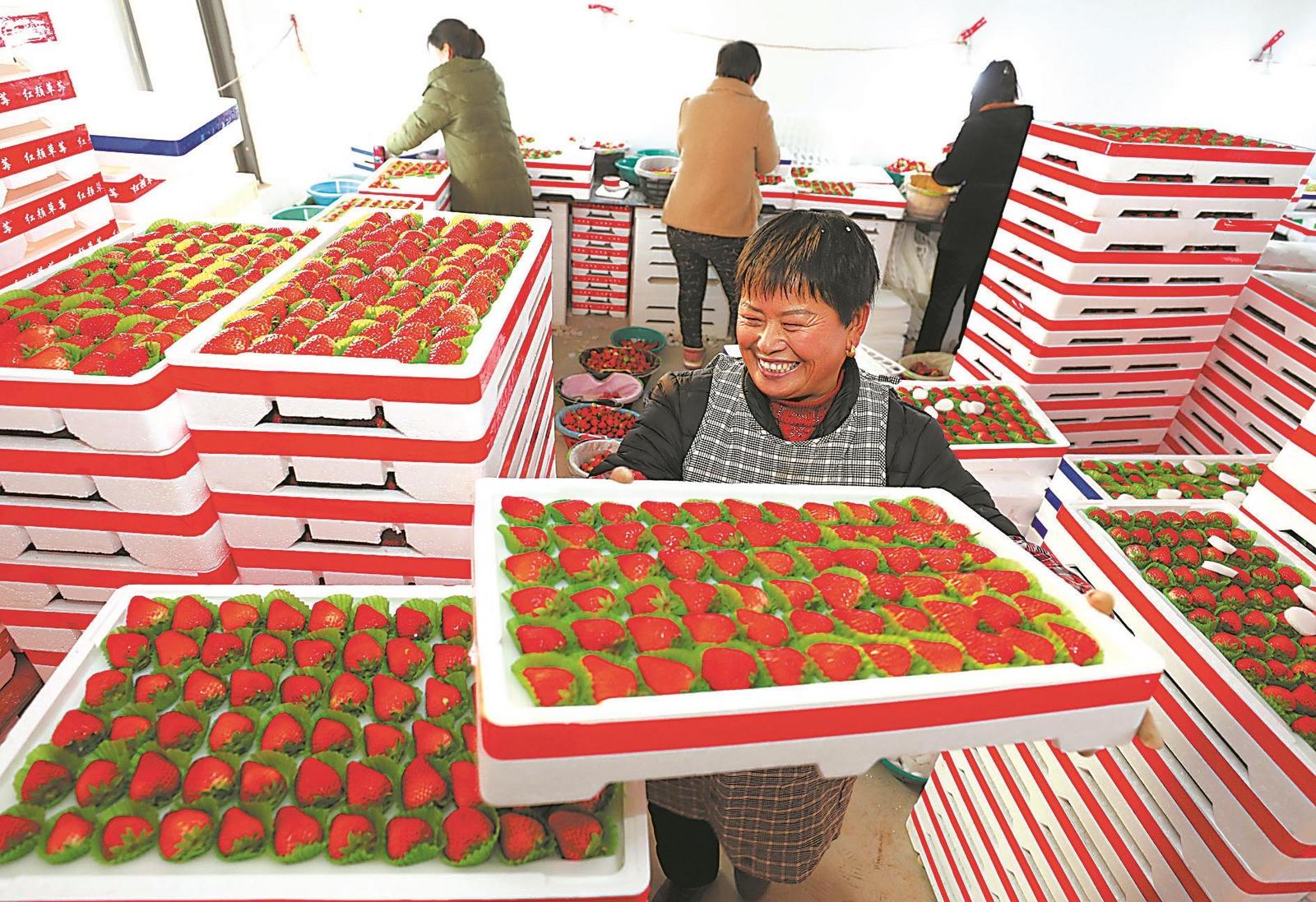 淮北市相山区民军水果种植家庭农场，工人正在采摘分检包装草莓，准备外销。通讯员 李 鑫 摄