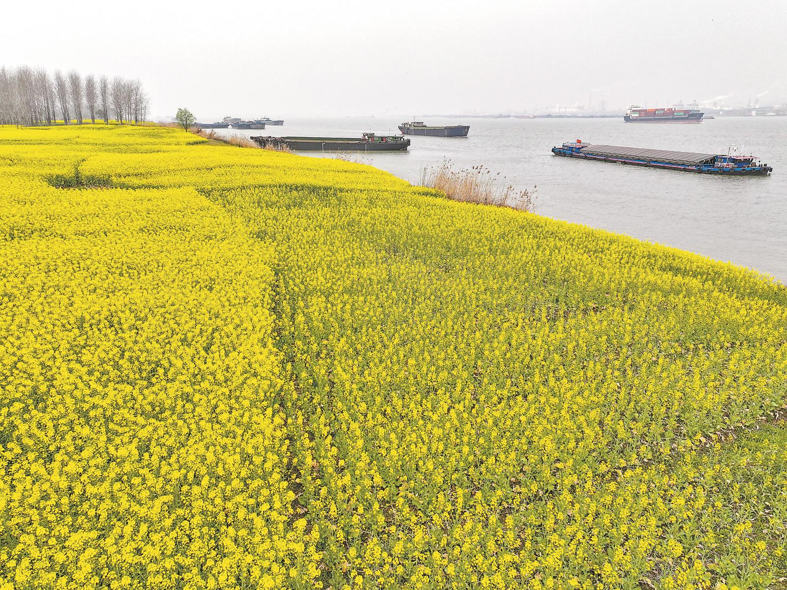3月16日，位于铜陵市郊区江堤公路旁的油菜花进入开花季节，岸边一片金黄。记者 徐旻昊 摄