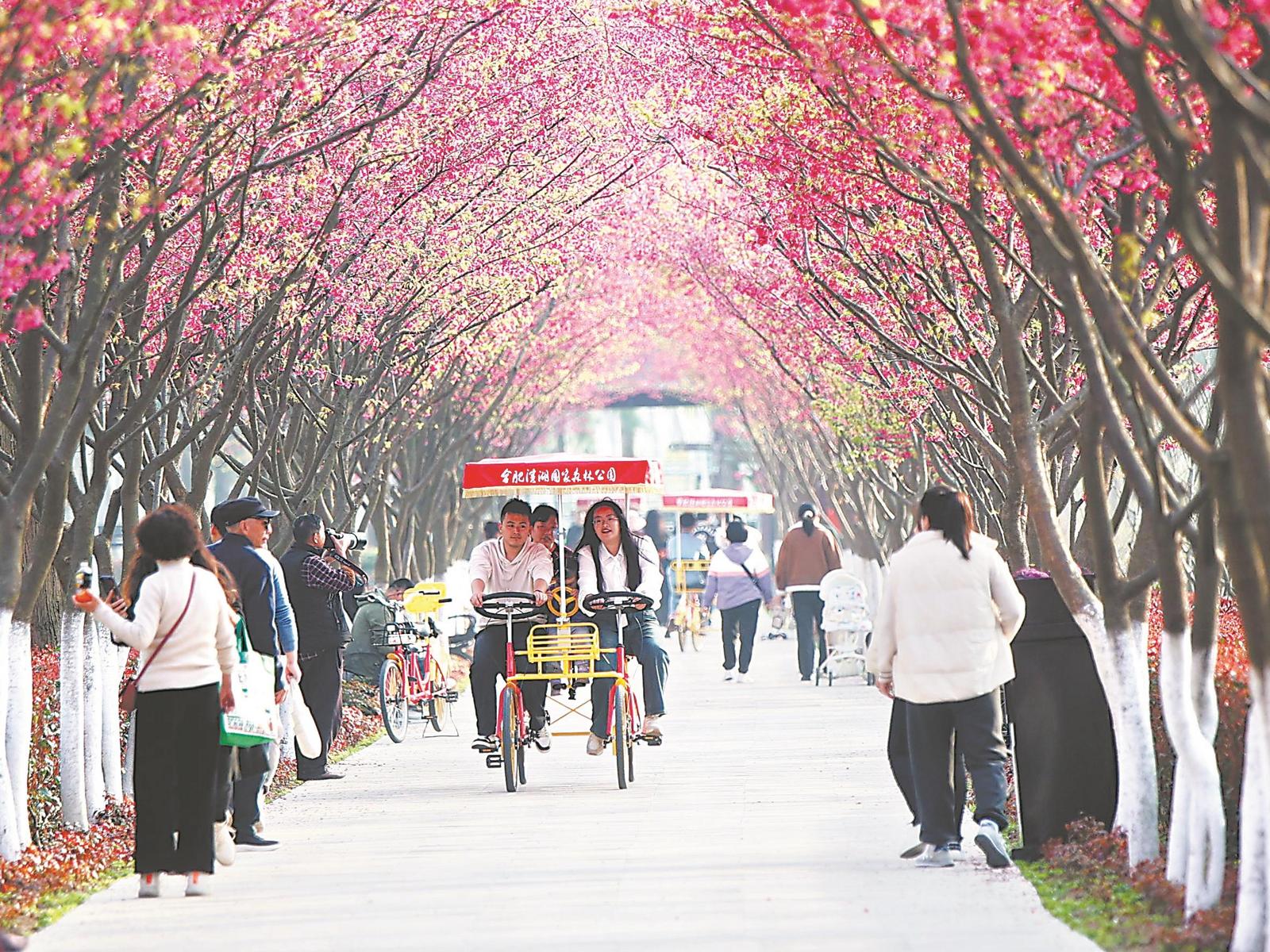 連日來，合肥濱湖國家森林公園櫻花步道上的櫻花迎來盛花期，吸引眾多游人前來拍照打卡。通訊員 張 敏 攝
