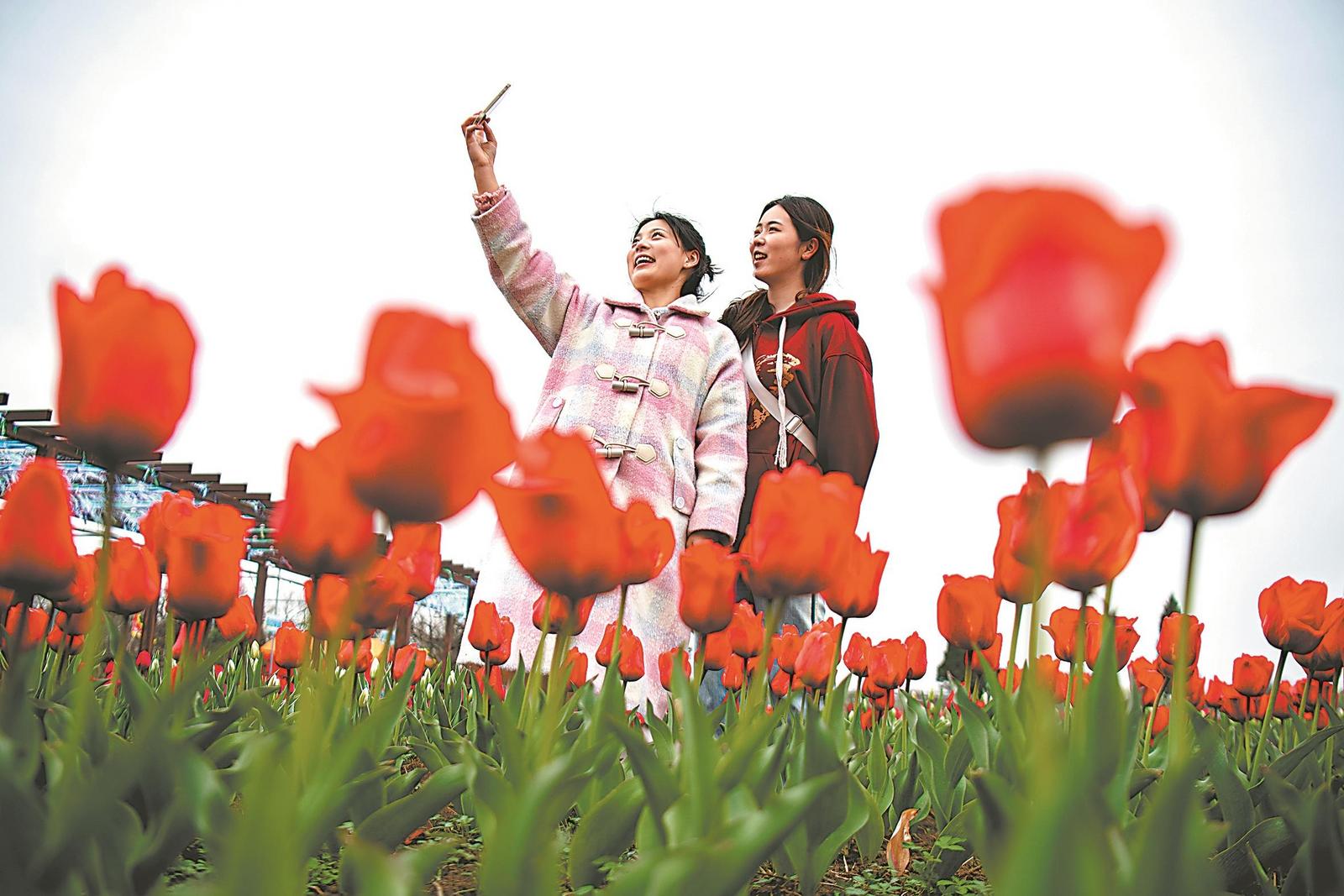 3月17日，在南陵縣許鎮鎮大浦鄉村世界，游客在郁金香花田裡賞花拍照。通訊員 肖本祥 攝