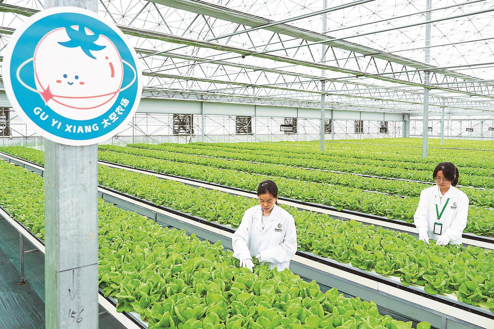 4月12日，在肥东县桥头集镇的雾耕农业基地顾一乡太空农场，技术人员在查看蔬菜长势，该农场通过“5G+数智技术”赋能设施农业绿色低碳转型。