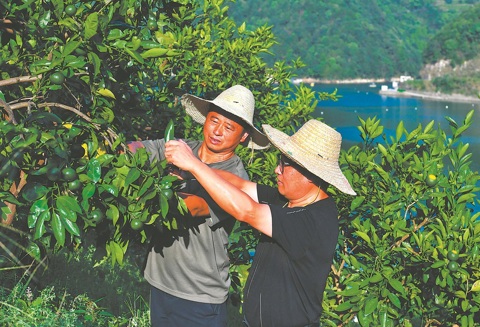 8月8日，皖浙交界处的歙县街口镇，农技人员指导种植户柑橘疏果技术。当地围绕“三口柑橘”特色经济林，打造新安江沿江生态观光果园。