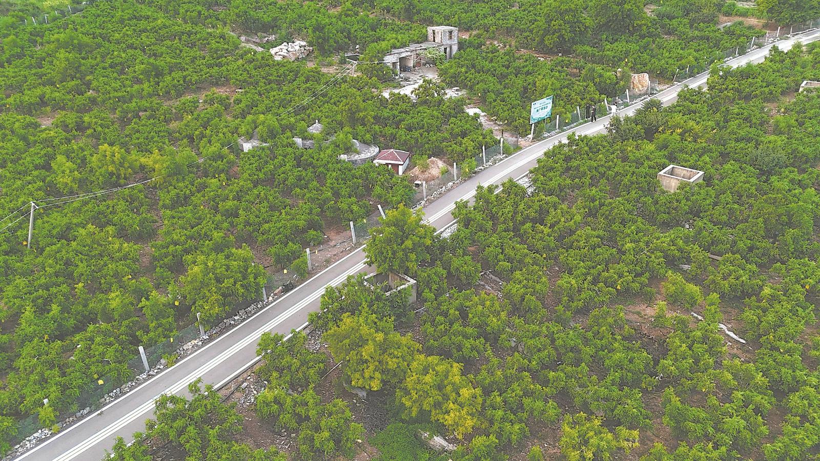 8月21日航拍的淮北市烈山区宋疃镇黄营村灵枣种植工坊。