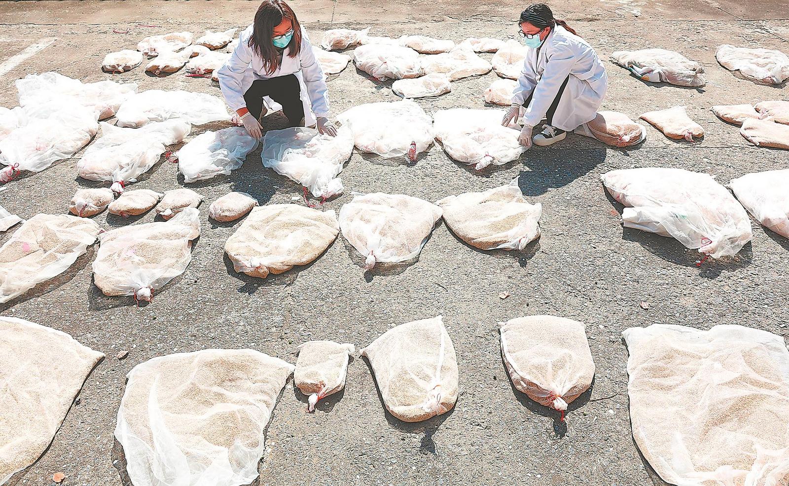 10月23日，安徽省農科院水稻功能基因開發團隊實驗室樓下，科研人員正在晾晒水稻種子。